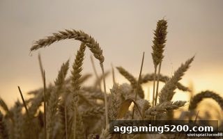 slots平台数字彩新用户奖励活动全解析：注册福利与使用指南